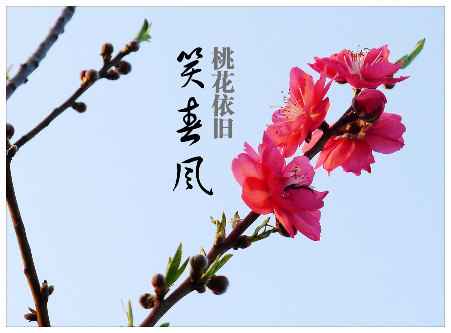 桃花依旧笑春风