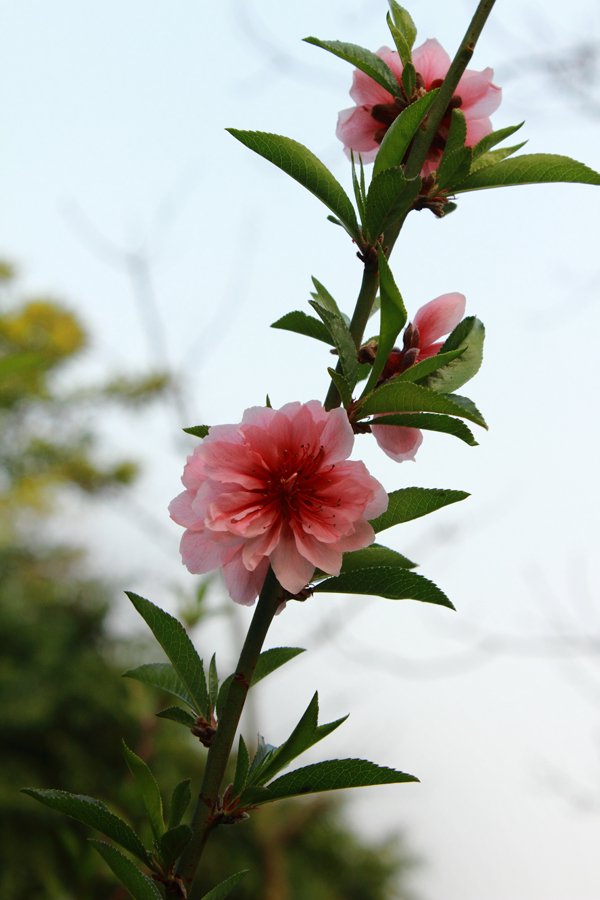 花谢花开