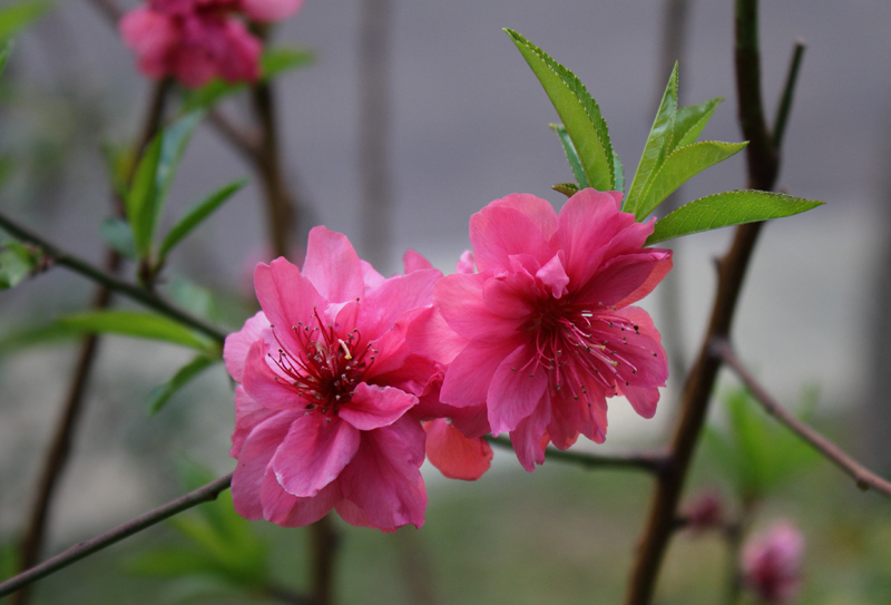 花谢花开