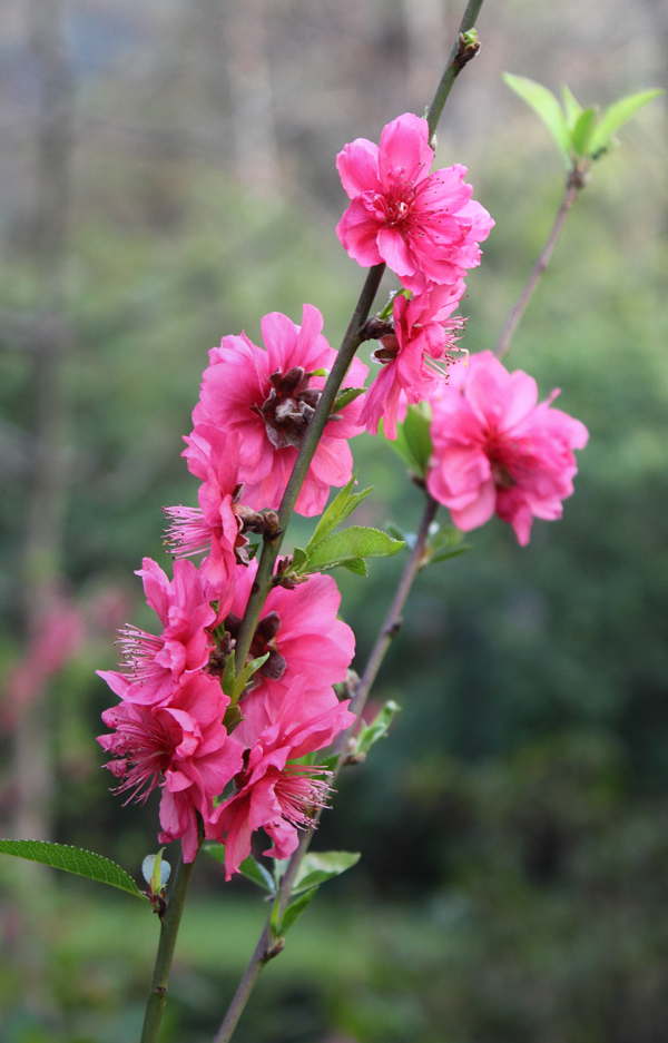 花谢花开