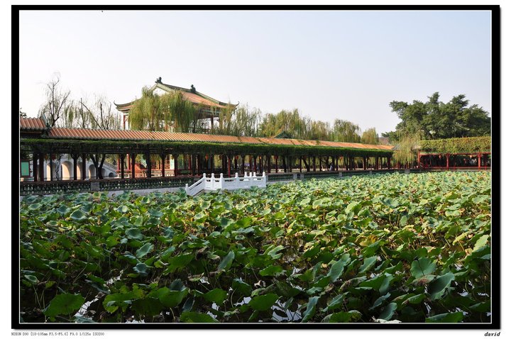 【宝墨园2摄影图片】广州市番禺区沙湾镇紫坭