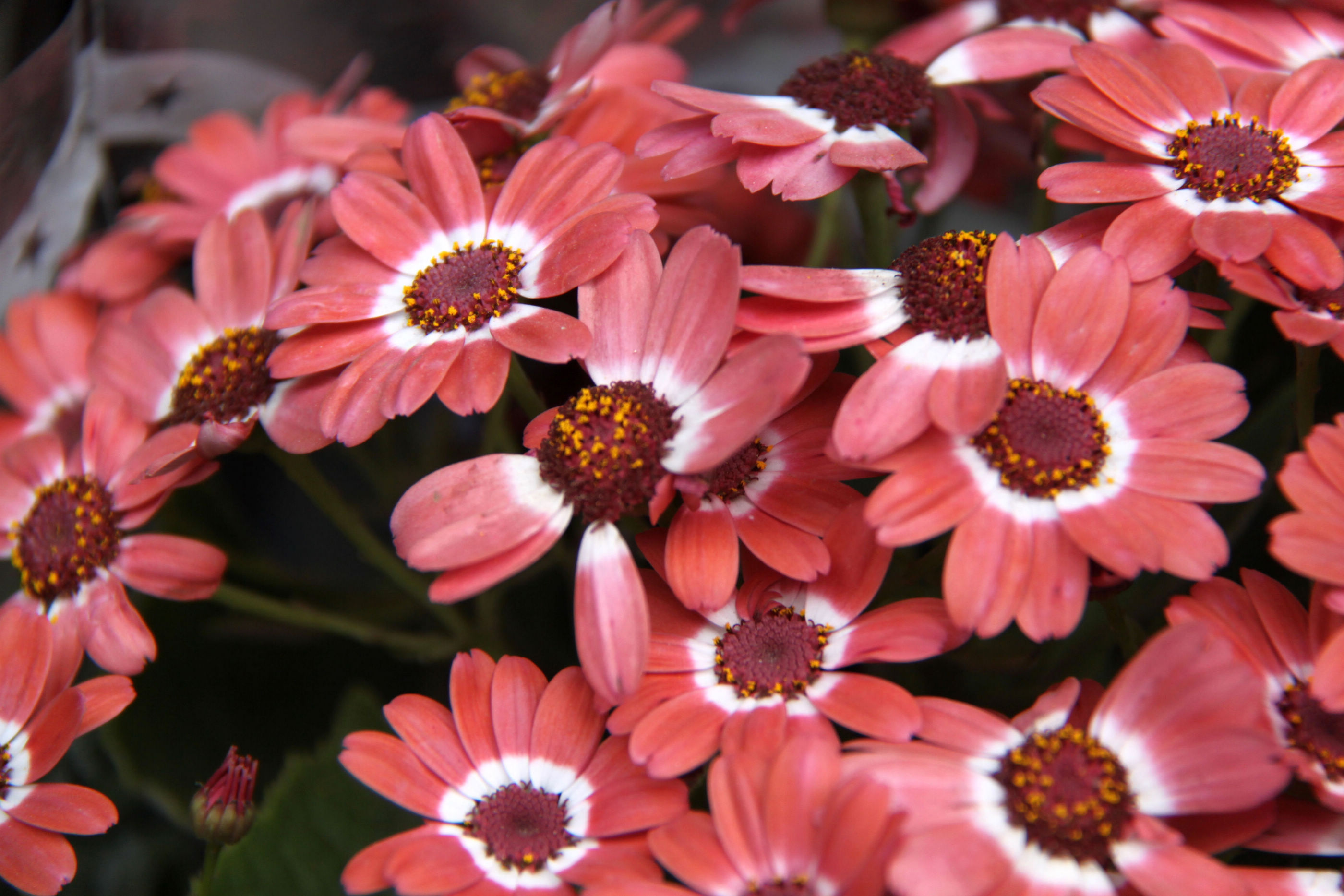 春暖花开