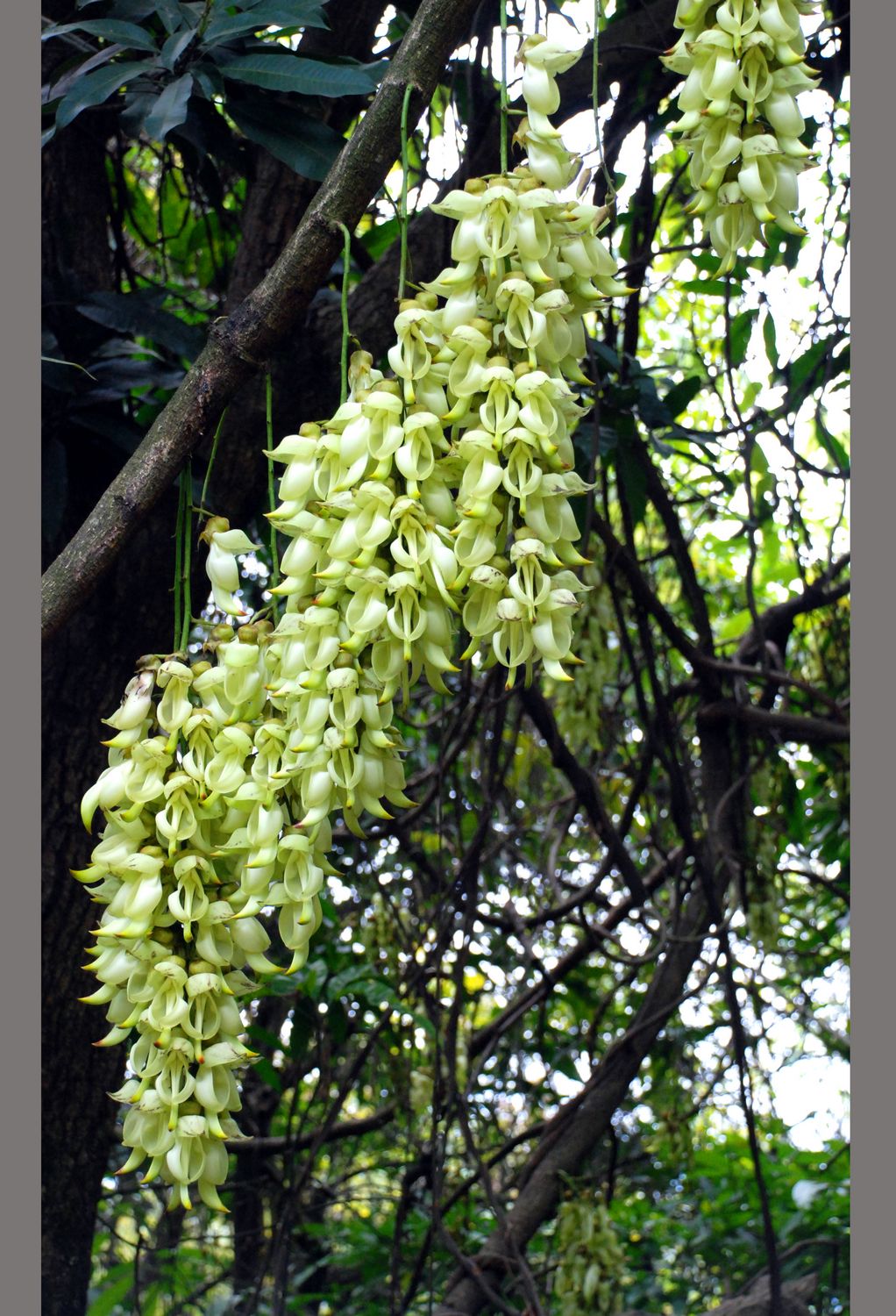 【==花之精灵——禾雀花==摄影图片】东莞清溪大王山