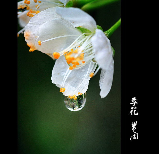 李花带雨