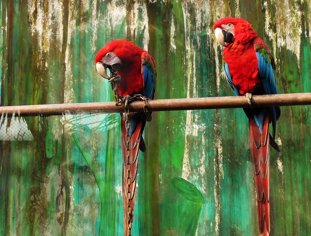 【鹦鹉摄影图片】杭州野生动物园生态摄影