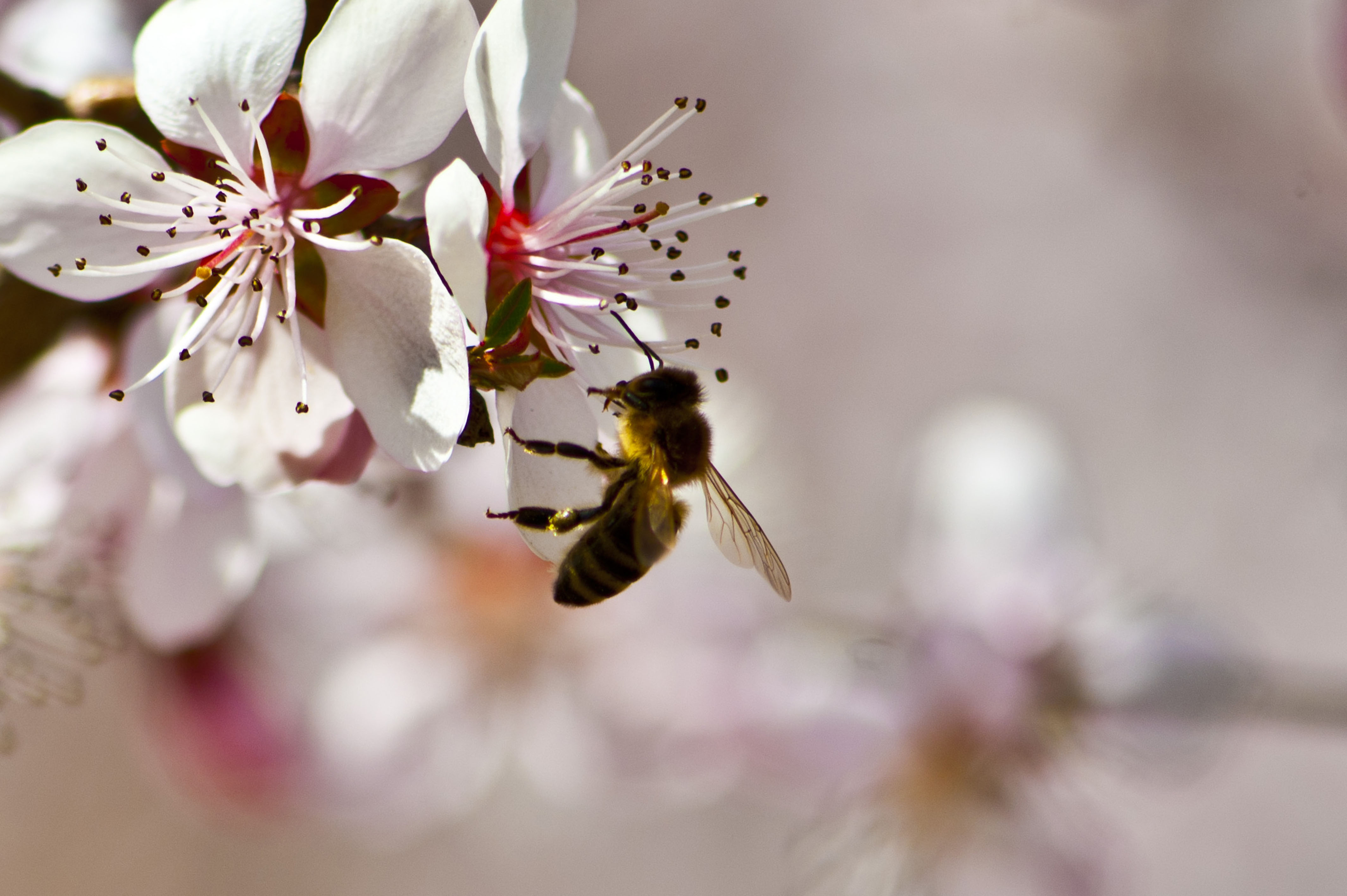 蜜蜂的春天