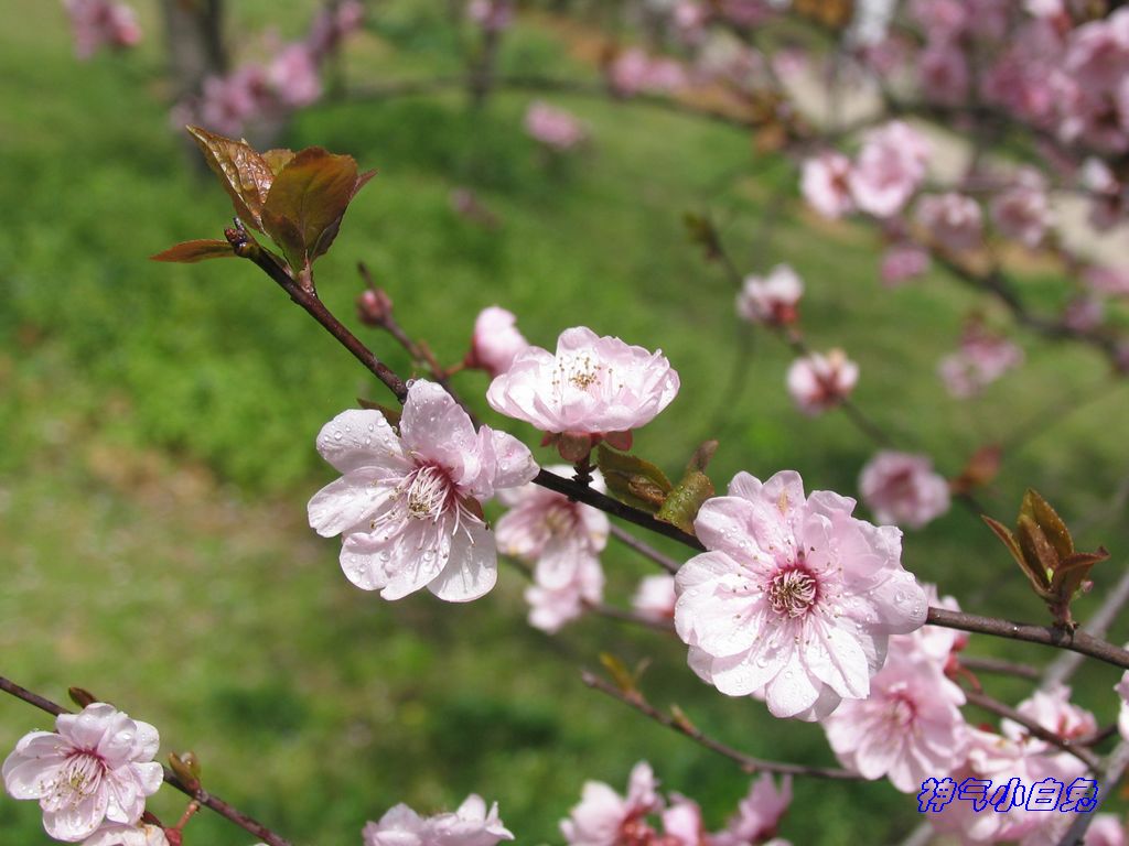 春天盛开的梅花