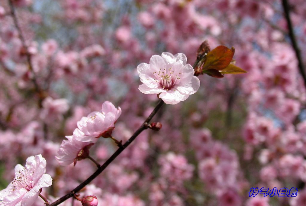 春天盛开的梅花