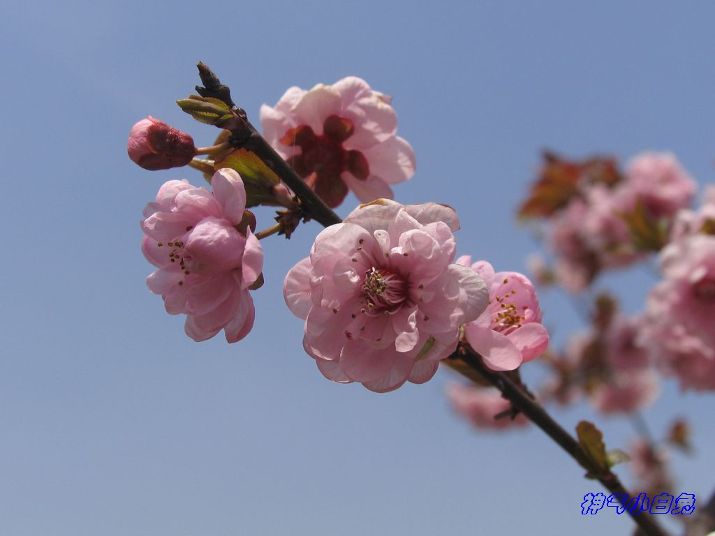 春天盛开的梅花