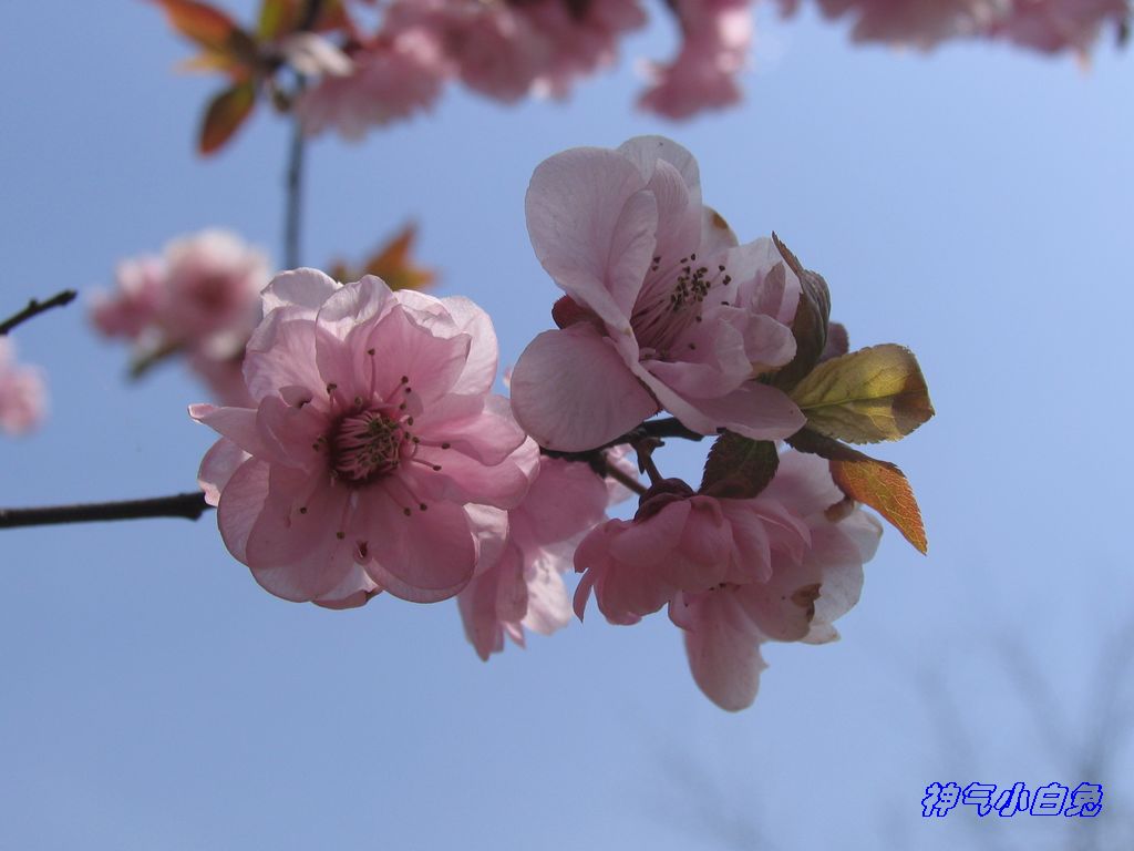 春天盛开的梅花
