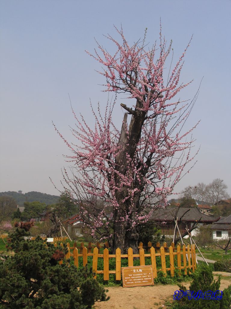 【春天盛开的梅花摄影图片】武汉磨山风景区梅园生态摄影_记忆_太平洋