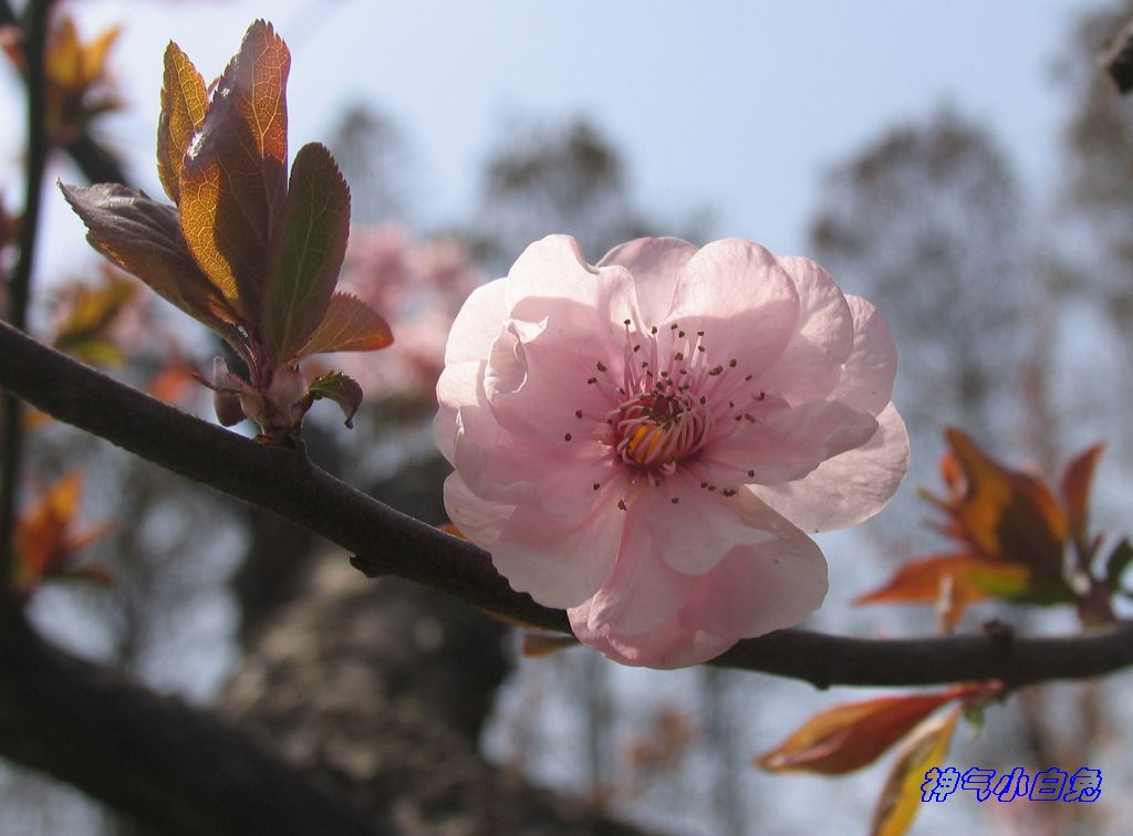春天盛开的梅花
