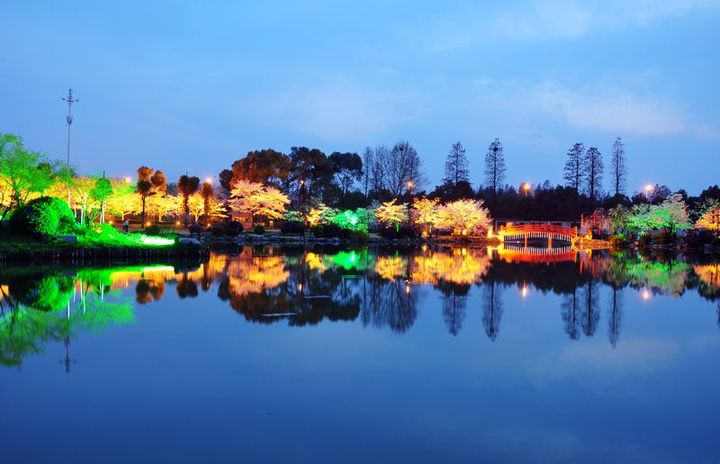 【夜色浪漫--樱花园摄影图片】东湖磨山樱花园