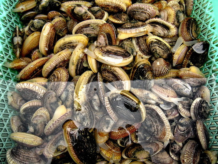 贝类海鲜贝类海鲜种类 贝类海鲜图片7