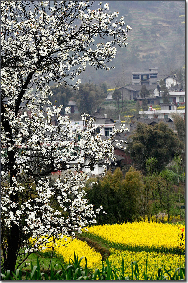 【一树梨花摄影图片】野外生态摄影_秦巴山人_太平洋电脑网摄影部落