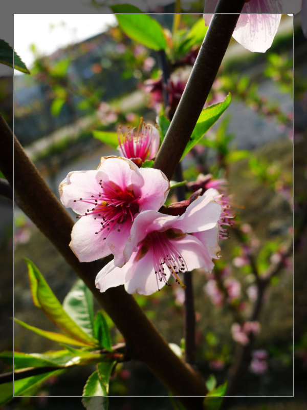 桃花和梨花