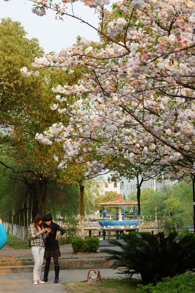 【校园樱花一瞥摄影图片】上饶师范学院纪实摄影_电脑