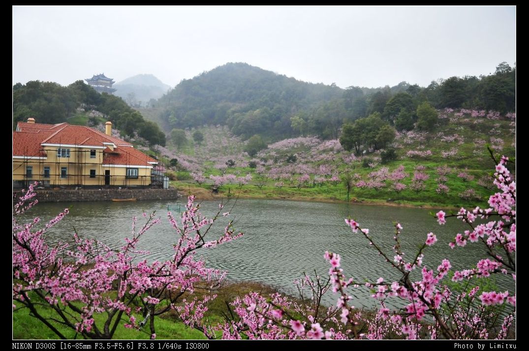 桃花源里桃花开