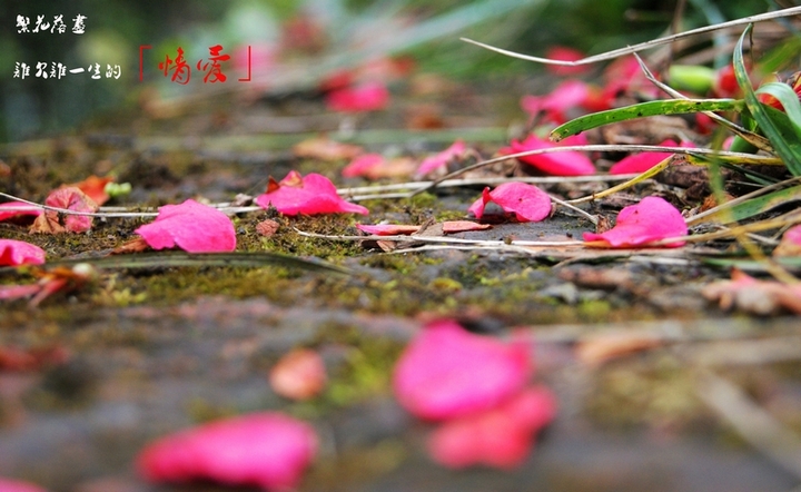 繁花落尽 究竟是 谁欠了谁一生的「情爱」