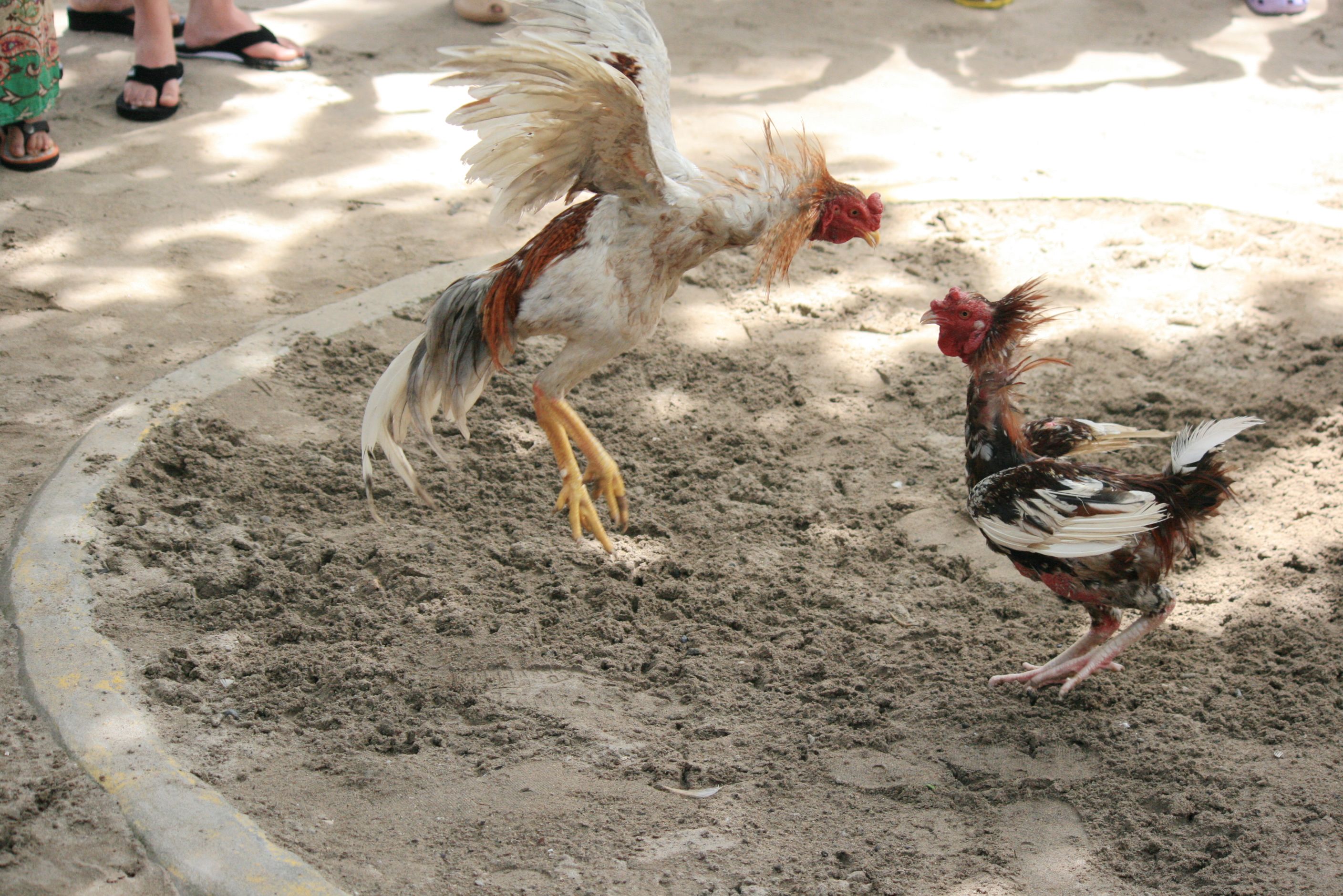越南斗鸡在中国繁殖不了纯种,很多人不知道真正的原因|越南|斗鸡|纯种_新浪新闻