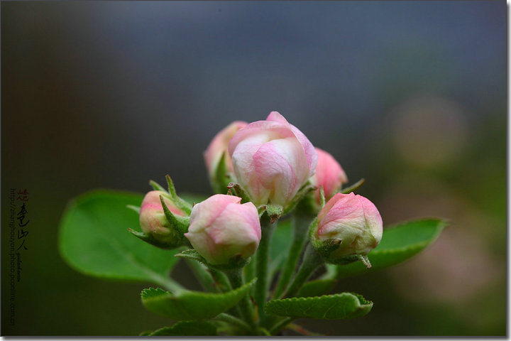 【含苞待放的苹果花摄影图片】旺苍油坊沟生态