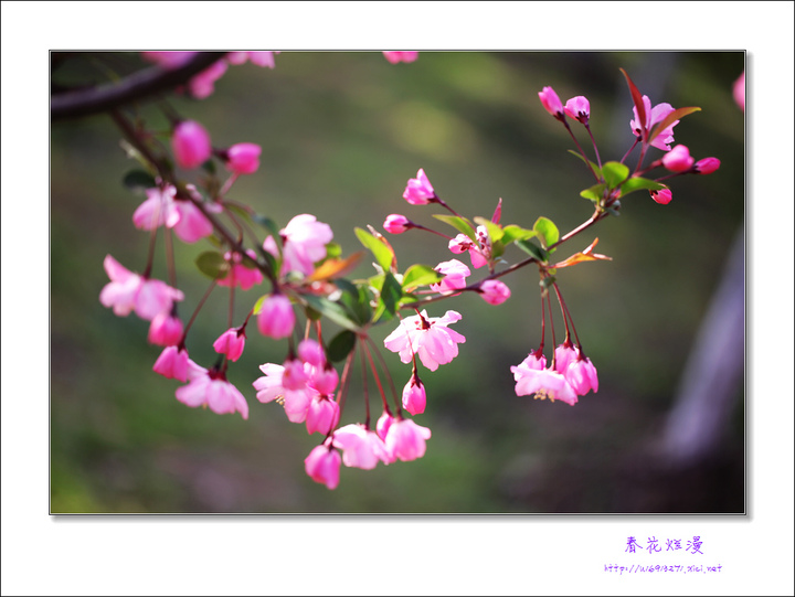 春花烂漫莫愁湖的海棠