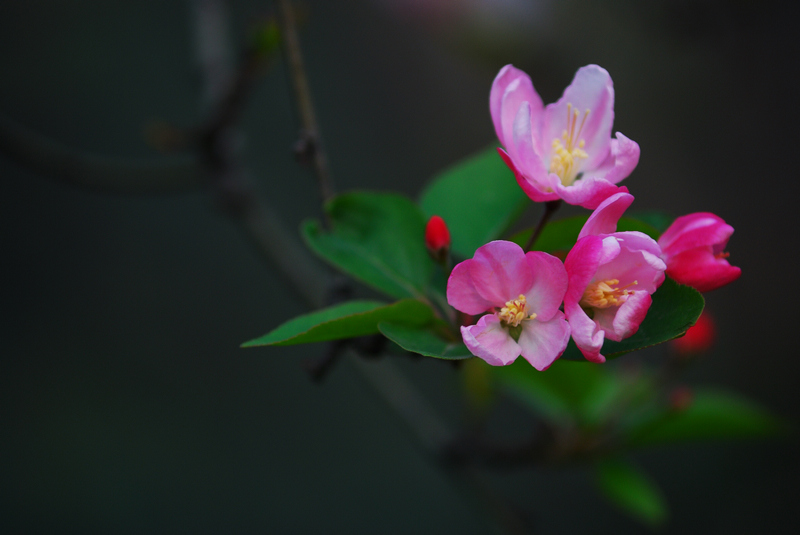 海棠花开