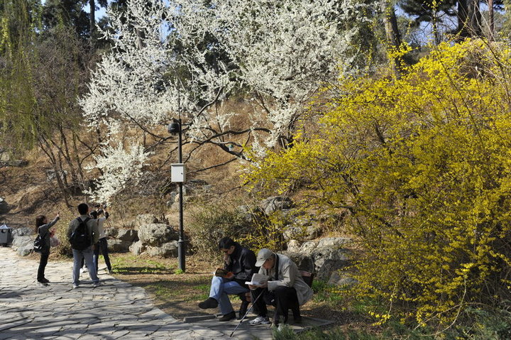 春天来了,香山公园赏花踏青