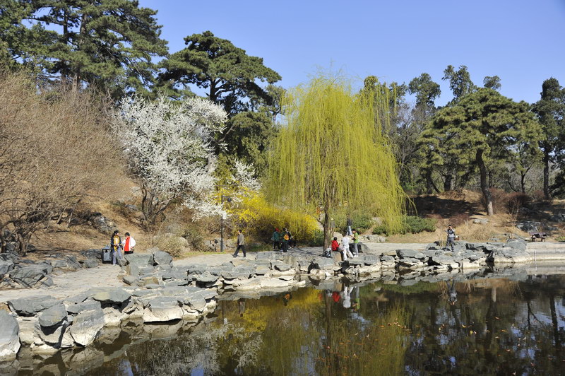 春天来了,香山公园赏花踏青