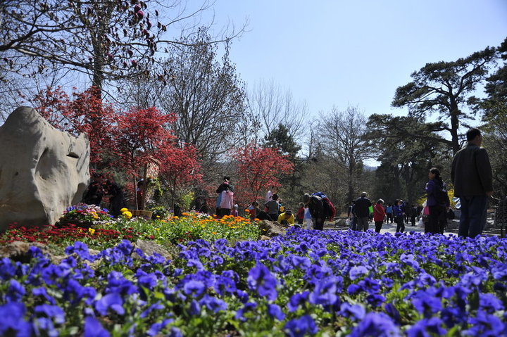 春天来了香山公园赏花踏青