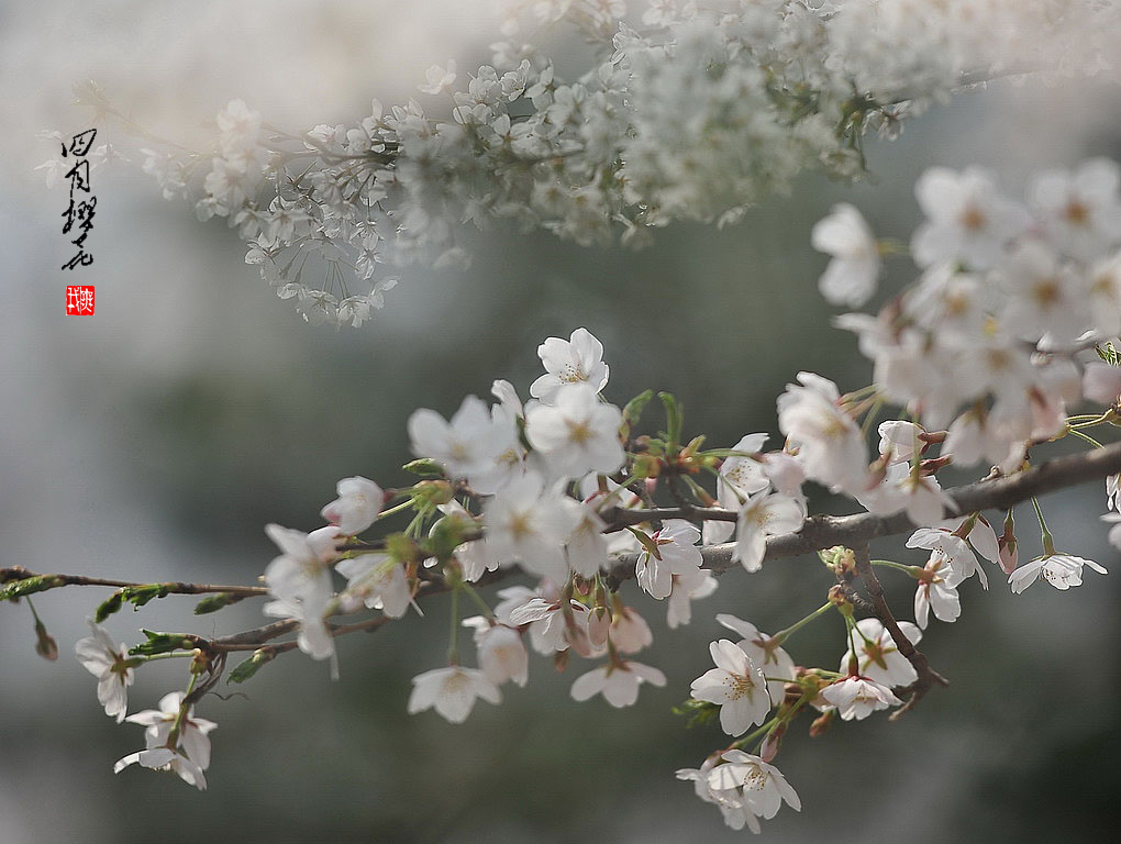 四月樱花