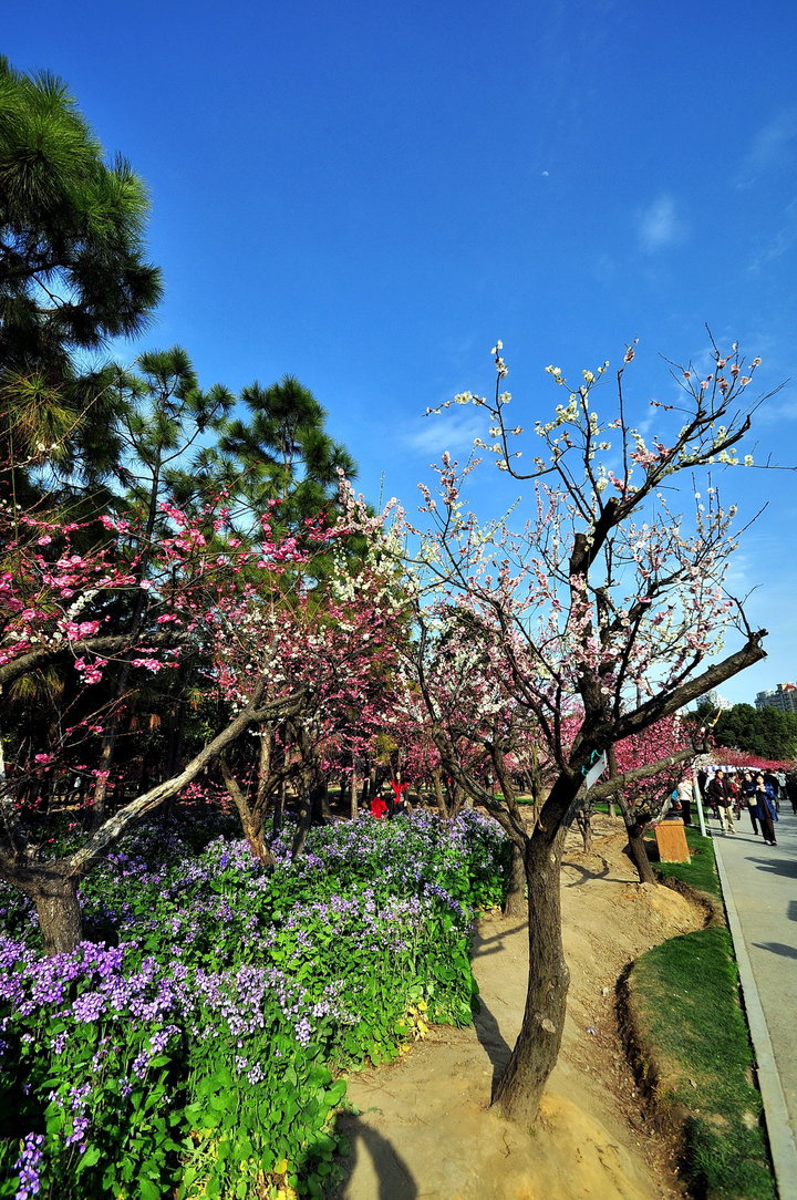 【上海的春天摄影图片】上海浦东世纪公园风光摄影_太平洋电脑网摄影
