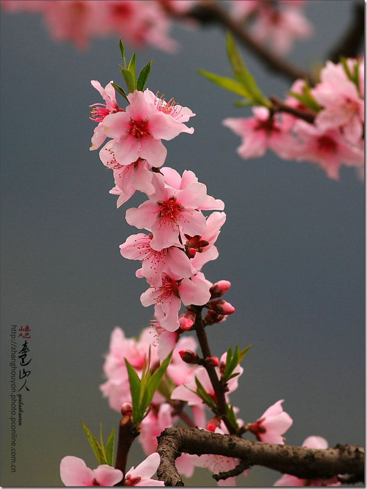 桃花开