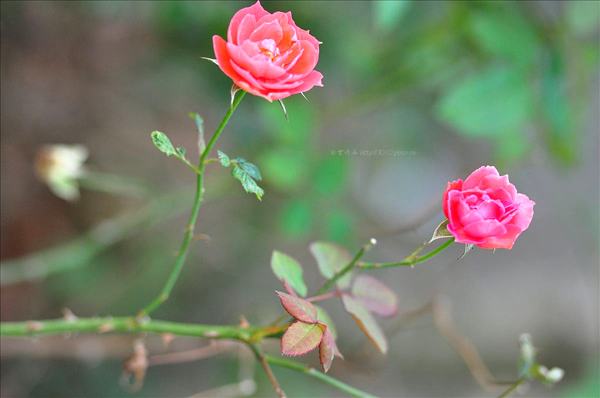 街边伸出墙外的玫瑰花丛 朋友圈唯美鲜花配图-1-6TU
