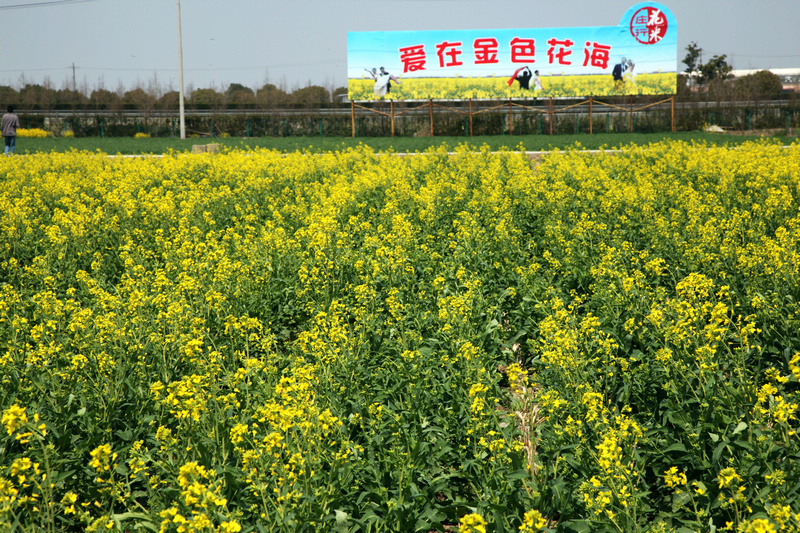 庄行油菜花节