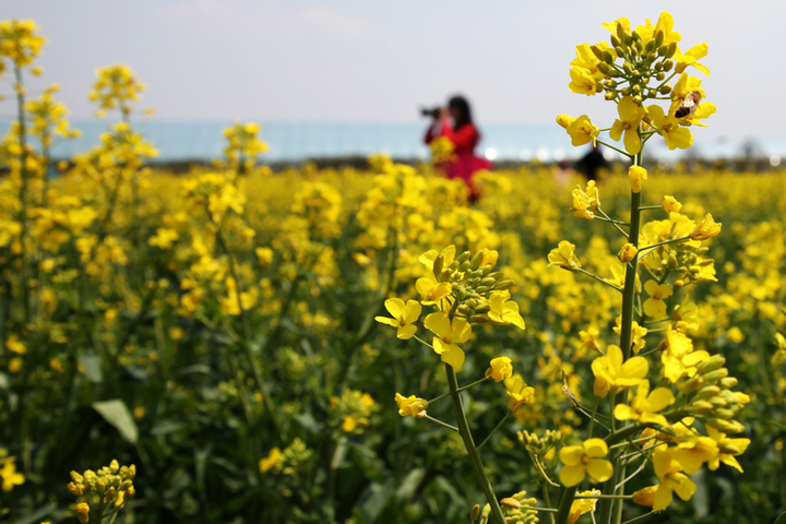 【庄行油菜花节摄影图片】上海市奉贤区庄行镇风光_ch