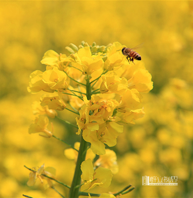 【浪漫春天(油菜花)摄影图片】六合生态摄影