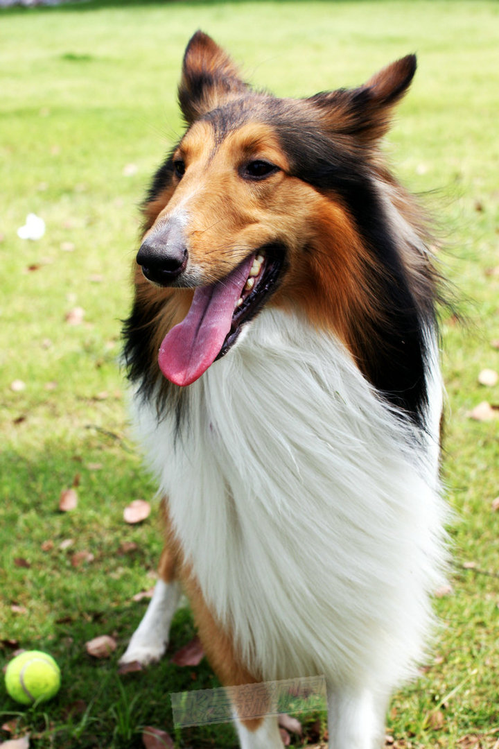 【苏格兰牧羊犬摄影图片】武汉东湖磨山生活摄