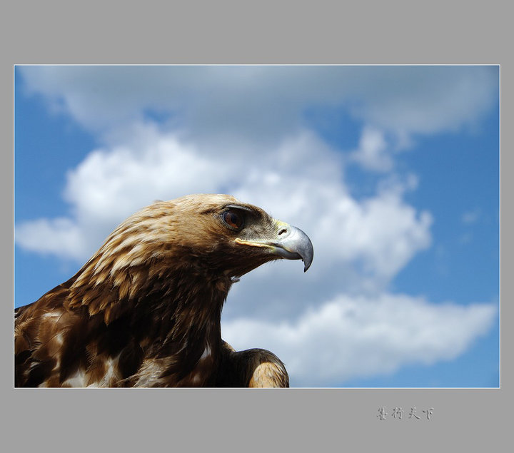 【鹰摄影图片】新疆生态摄影_太平洋电脑网摄影部落