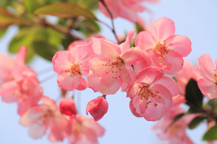 海棠花