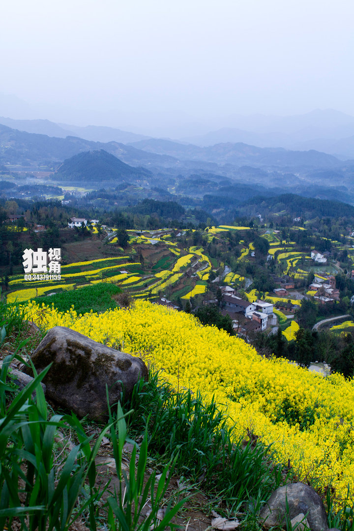 汉中美丽油菜花 (共p)