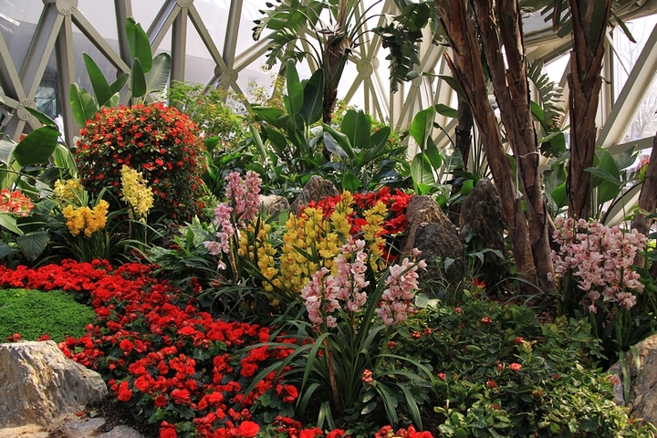 【巨大展览温室花木盛摄影图片】上海辰山植物