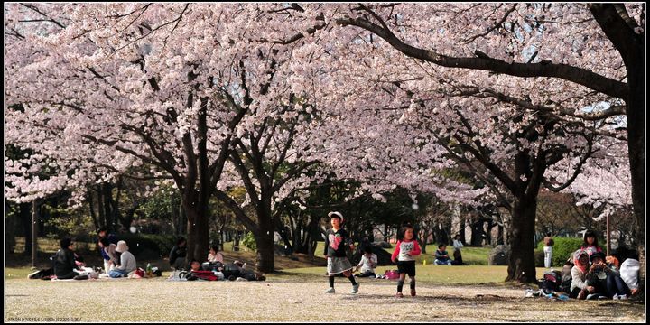【惨美的日本樱花摄影图片】日本九州风光旅游