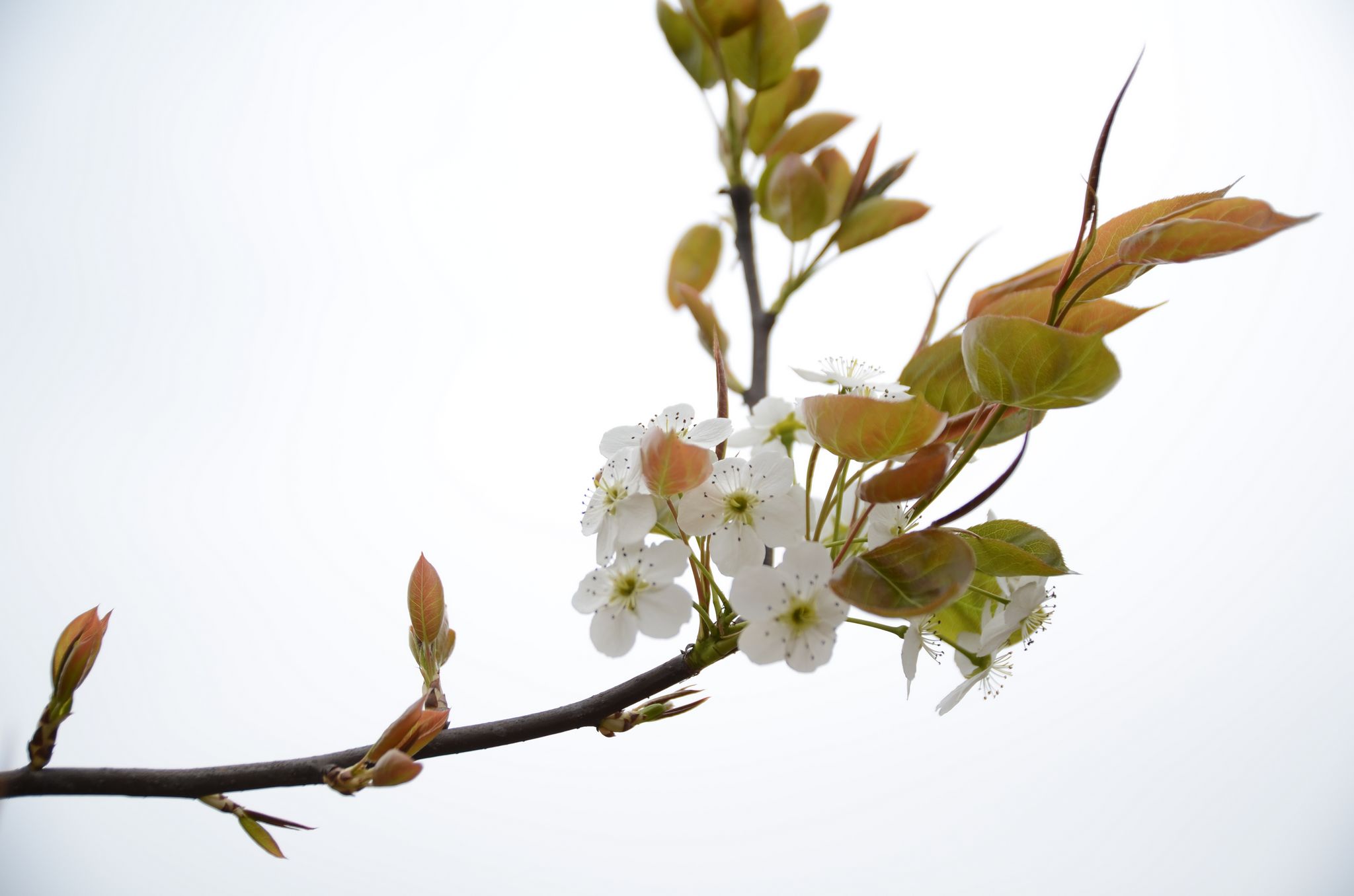 桃花和梨花