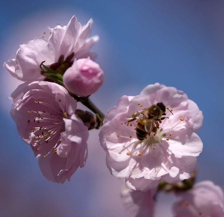 【春天来临摄影图片】香山植物园风光旅游摄影