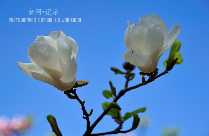 【龙潭湖公园里的玉兰花摄影图片】北京龙潭湖