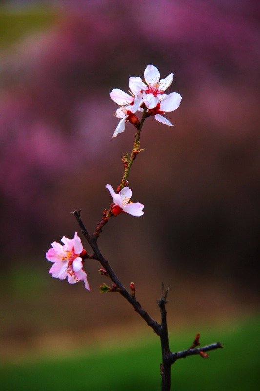 桃花朵朵开