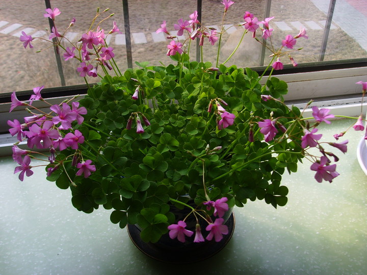 三叶草花