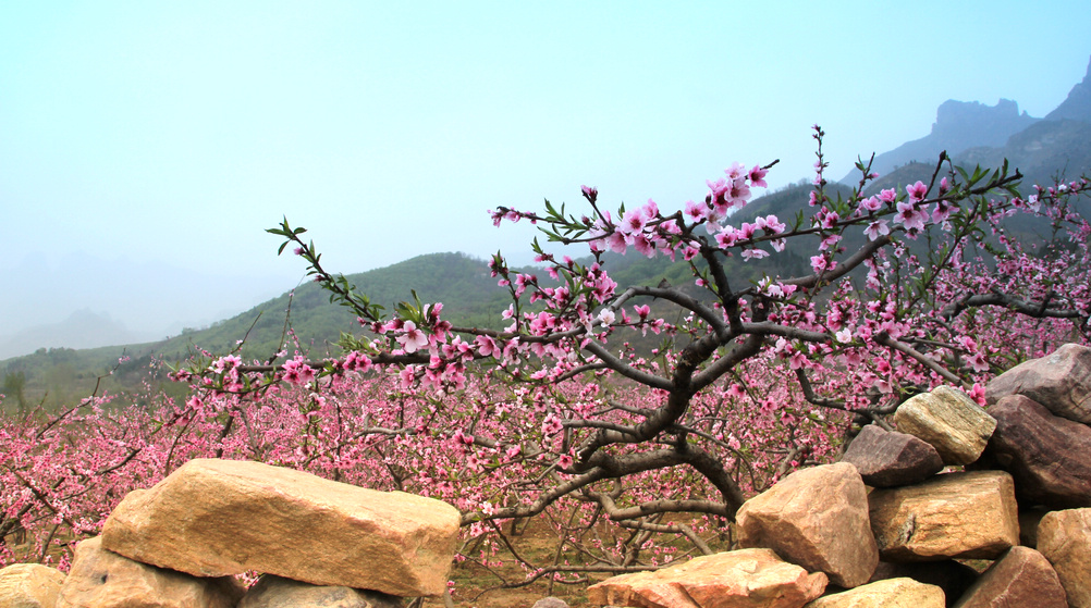 【虎头山下桃花园摄影图片】新乡市辉县风光摄影_行摄