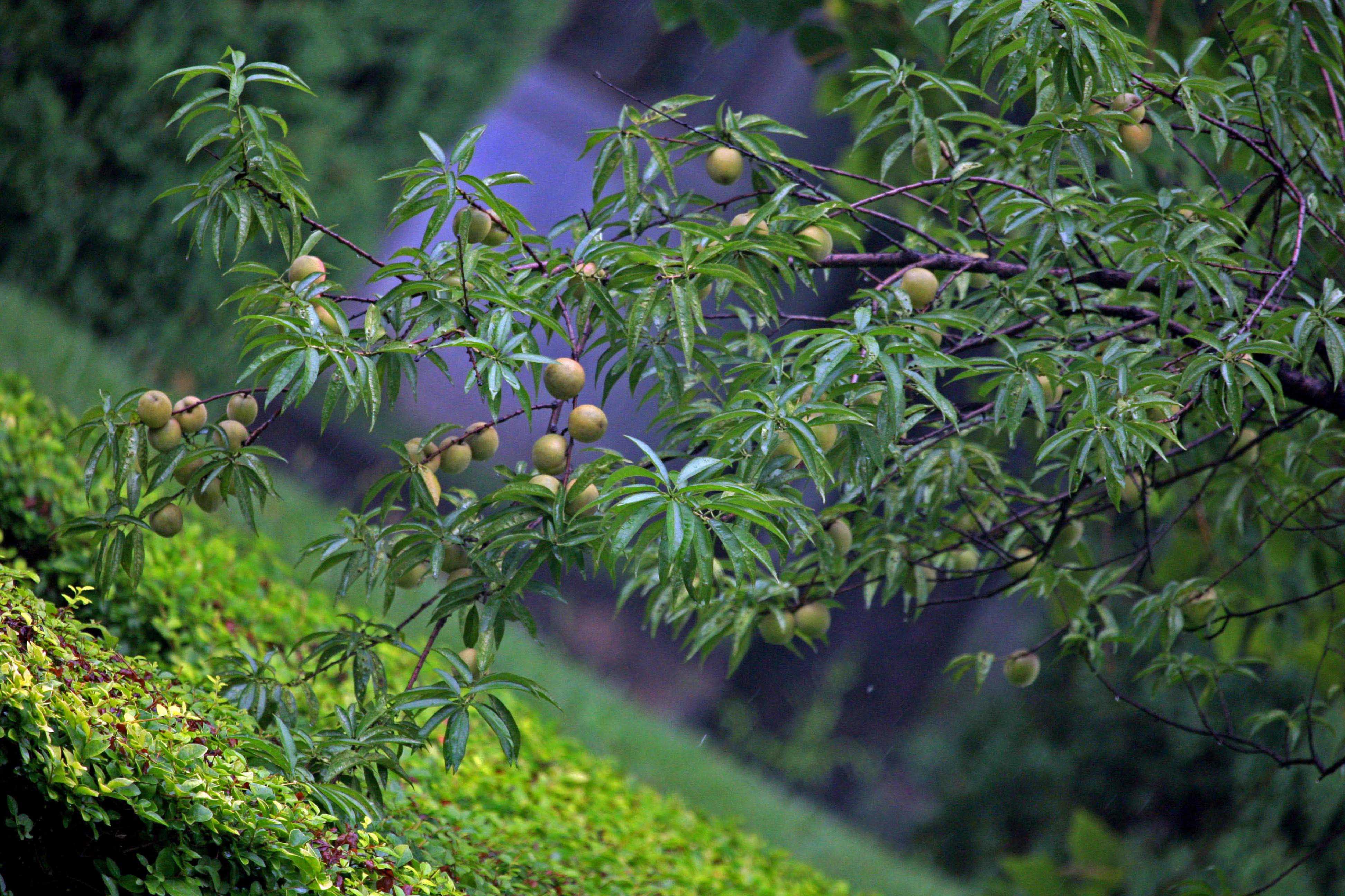 春雨润